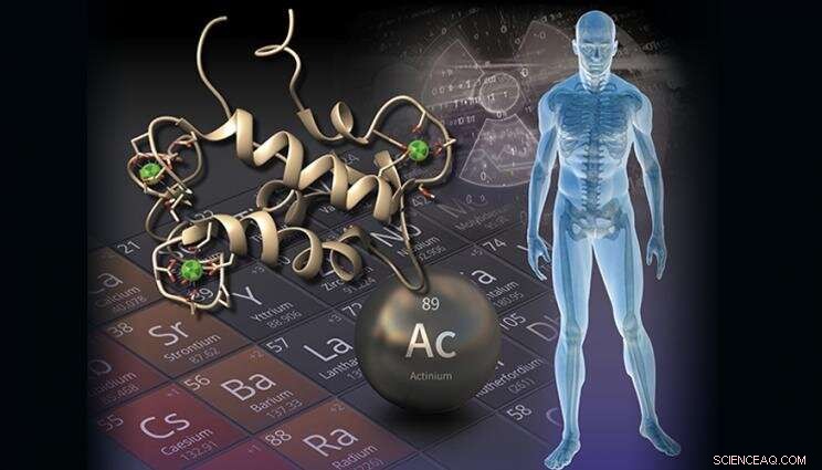 Breakthrough Protein Enhances Actinium Purification for Cancer Therapies and Nuclear Detection