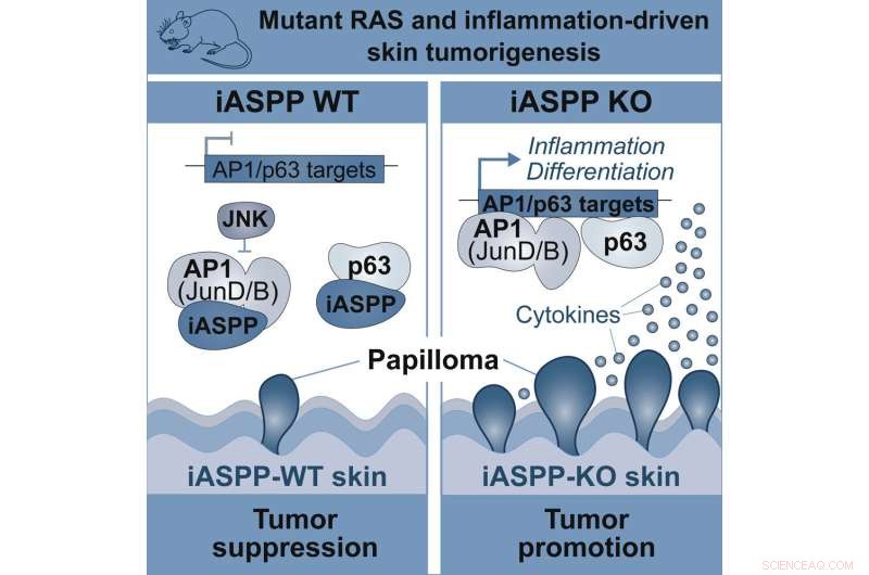 iASPP Functions as a Novel Tumor Suppressor to Regulate Cell Growth and Death