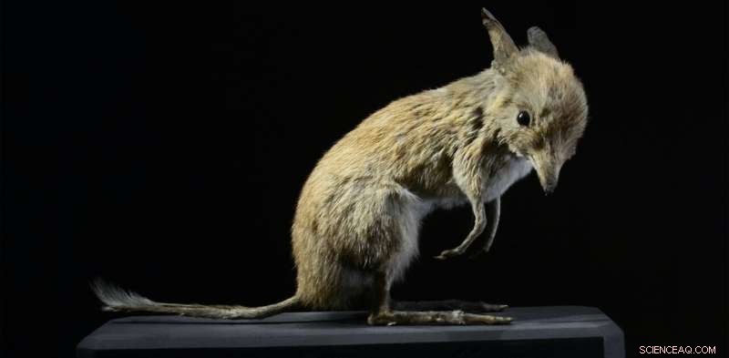 Australia s Mammal Extinction Crisis: Causes and Pathways to Conservation