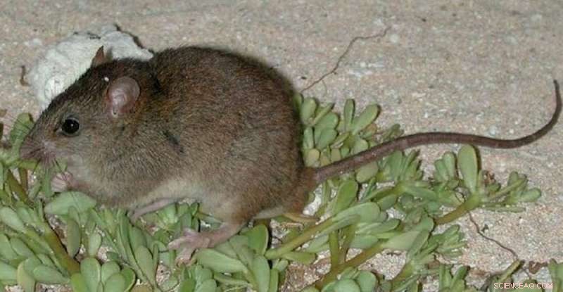 Australia s Mammal Extinction Crisis: Causes and Pathways to Conservation
