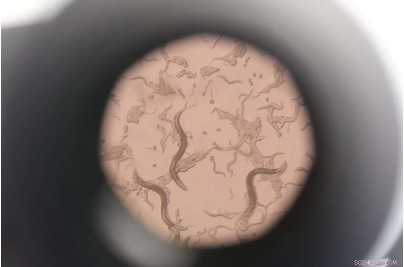 NTU Singapore Study: Manipulating Cellular Stress Response Slows Aging in Roundworms