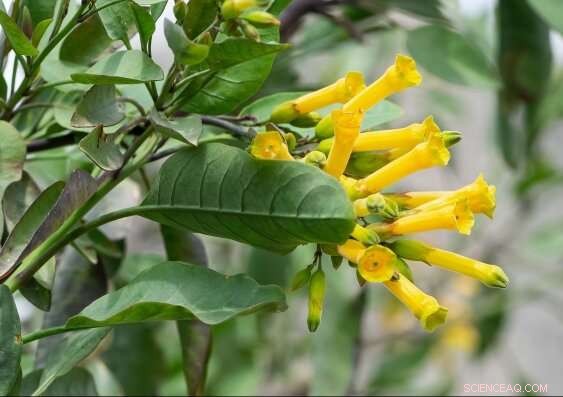 Mutualistic Partnerships Lost: Key Challenge for Invasive Species Colonization