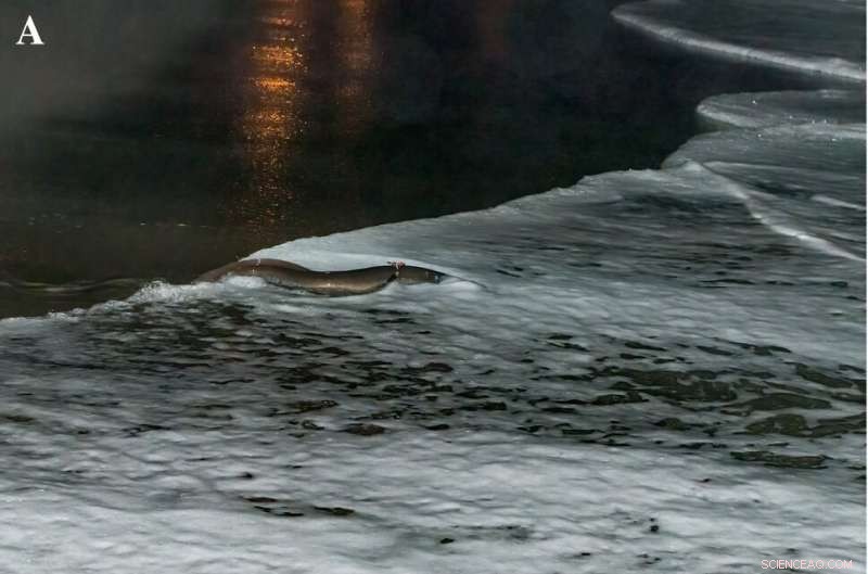 Breakthrough Discovery: European Eels  Migration to Sargasso Sea Mapped for Conservation