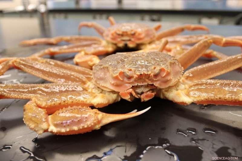 NOAA Survey Confirms Warming Waters as Cause of Alaska Snow Crab Population Crash