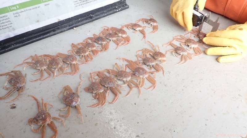 NOAA Survey Confirms Warming Waters as Cause of Alaska Snow Crab Population Crash