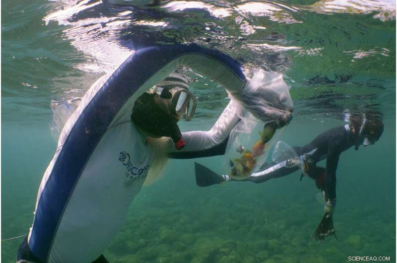 The Global Aquarium Trade: Murky Methods Behind Sparkling Fish