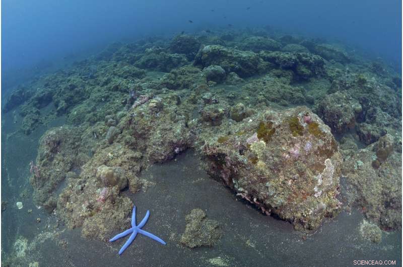 The Global Aquarium Trade: Murky Methods Behind Sparkling Fish