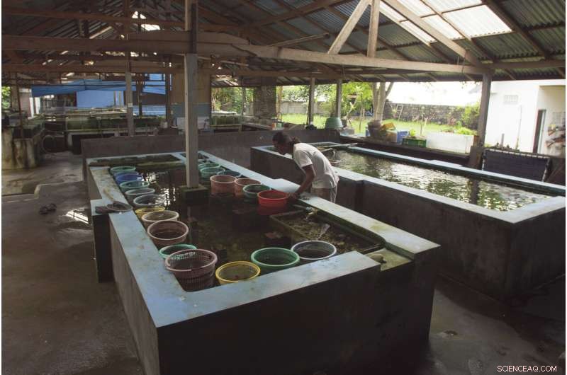 The Global Aquarium Trade: Murky Methods Behind Sparkling Fish