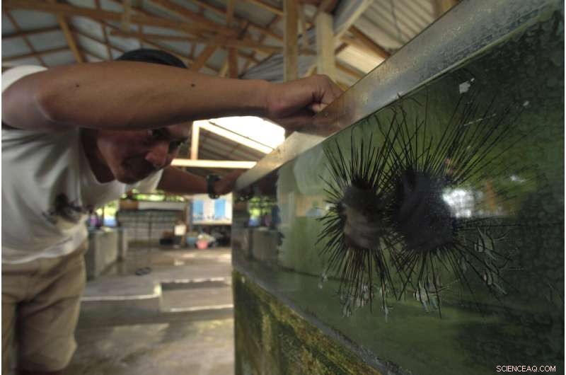 The Global Aquarium Trade: Murky Methods Behind Sparkling Fish