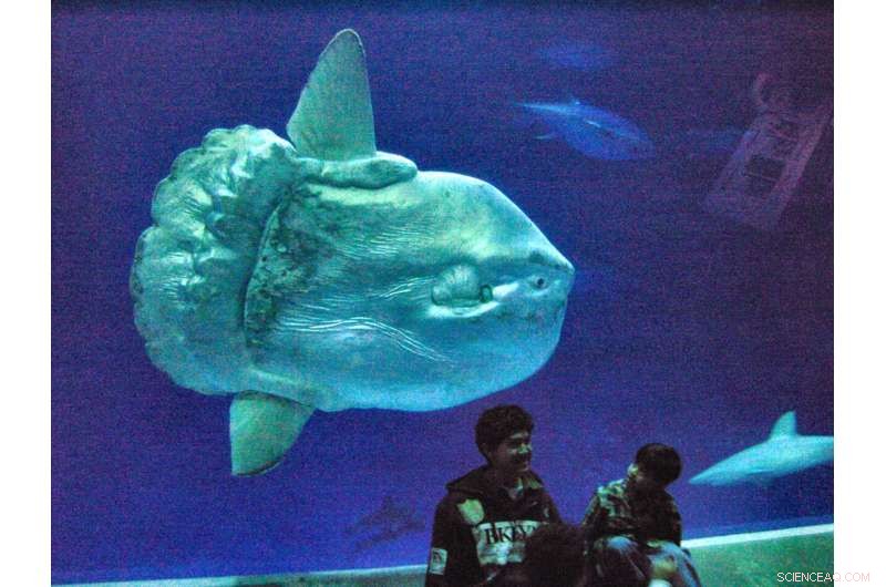 Giant Ocean Sunfish, Record-Breaking Size, Found Dead Near Azores Waters