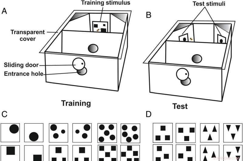 Honeybees Employ a Mental Number Line for Numerical Tracking in Cognitive Experiments