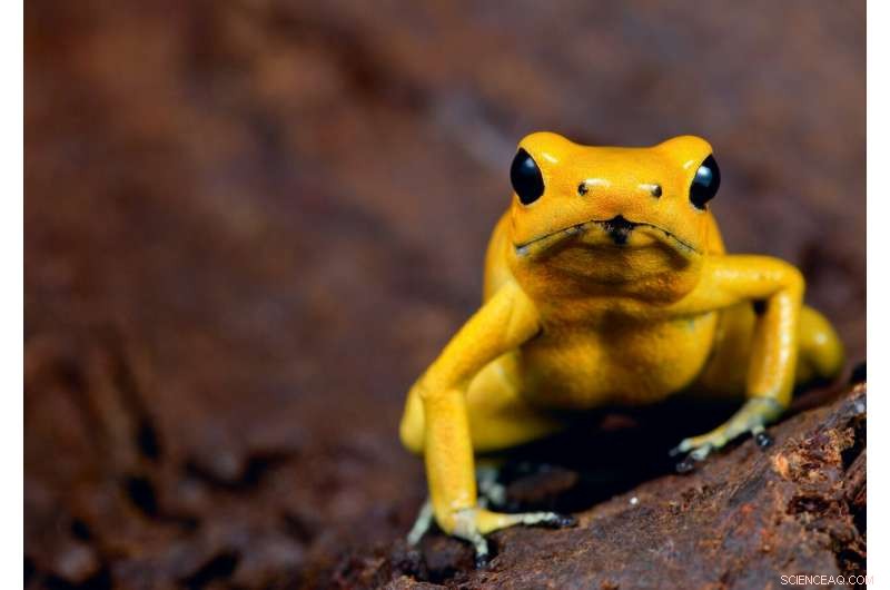 Animal Coloration Strategies: How Bright Colors Signal Danger and Attract Mates
