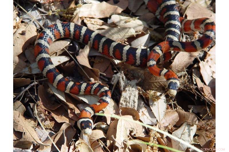 Animal Coloration Strategies: How Bright Colors Signal Danger and Attract Mates