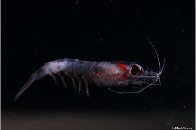 Study: Ocean Warming Likely to Shrink Habitats for Most Marine Animals, With Notable Exceptions