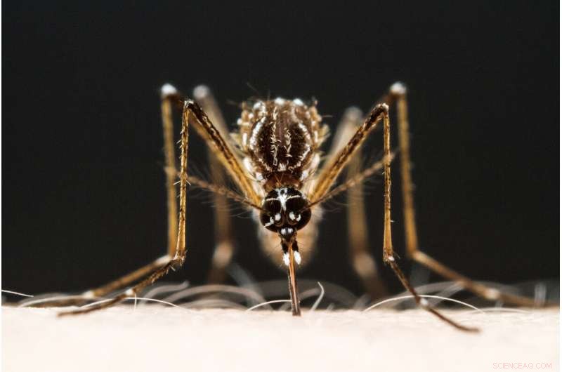 The Science Behind Mosquito Magnets: Why Some People Attract More Bites
