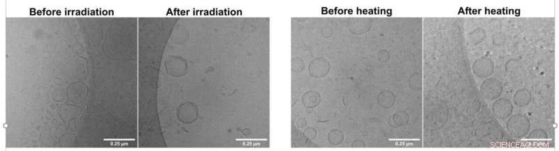 Synthetic Cell Machinery Programs Real Cells to Detect and Respond to Light and Temperature