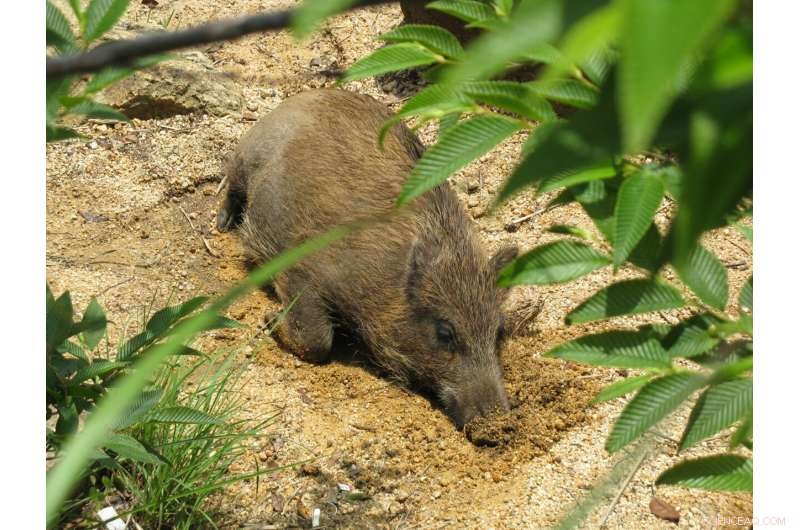 Groundbreaking Model for Accurate Bait-Vaccination Estimation in Wildlife