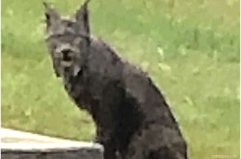 First-Ever Photographs of Melanistic Canada Lynx Captured in Yukon