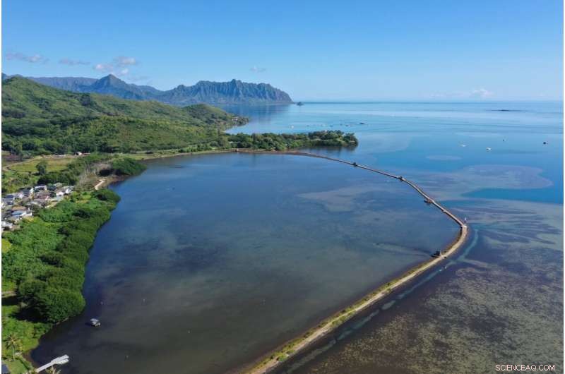 Study Reveals Native Jacks and Barracuda Control Invasive Mullet in Hawaiian Fishponds