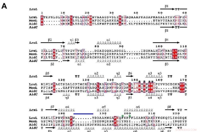 Phylogenetic Insights into Bacterial Quorum Quenching Enzymes: Analysis of LrsL, MomL, and AidC