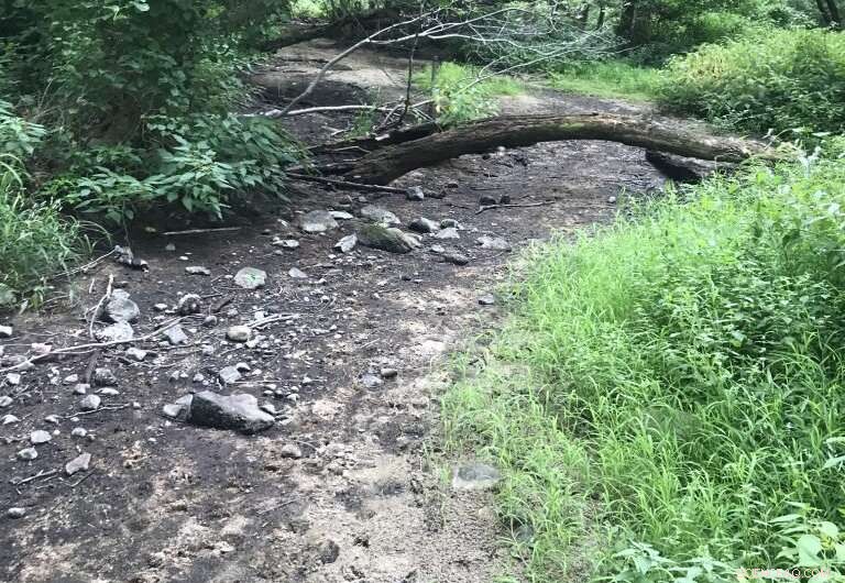 Alewife Migration Crisis: How Dams, Drought, and Climate Change Threaten Connecticut s Rivers