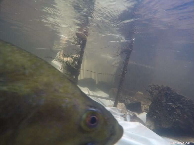 Alewife Migration Crisis: How Dams, Drought, and Climate Change Threaten Connecticut s Rivers