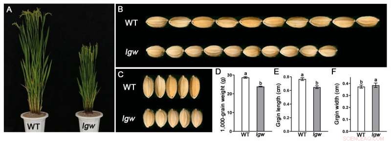 Discovery: Rice Mutant LGW Modulates GW7 to Reduce Grain Size