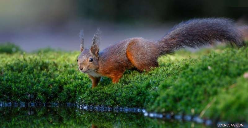 Peanut Feeding Linked to Jaw Deformities in Endangered UK Red Squirrels
