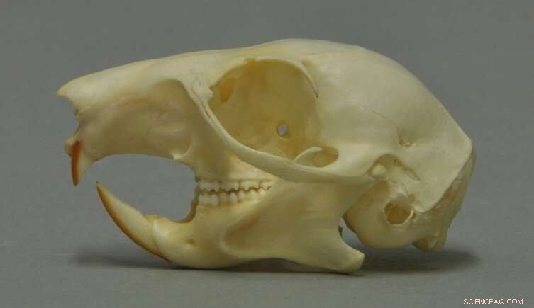 Peanut Feeding Linked to Jaw Deformities in Endangered UK Red Squirrels