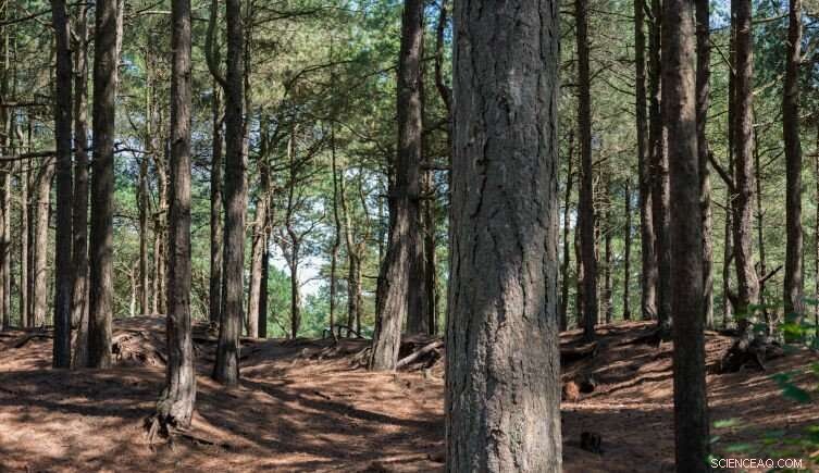 Peanut Feeding Linked to Jaw Deformities in Endangered UK Red Squirrels