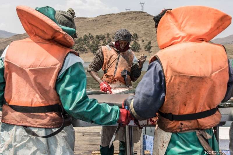 Lesotho s High-Altitude Trout Farming: A Profitable Aquaculture Success