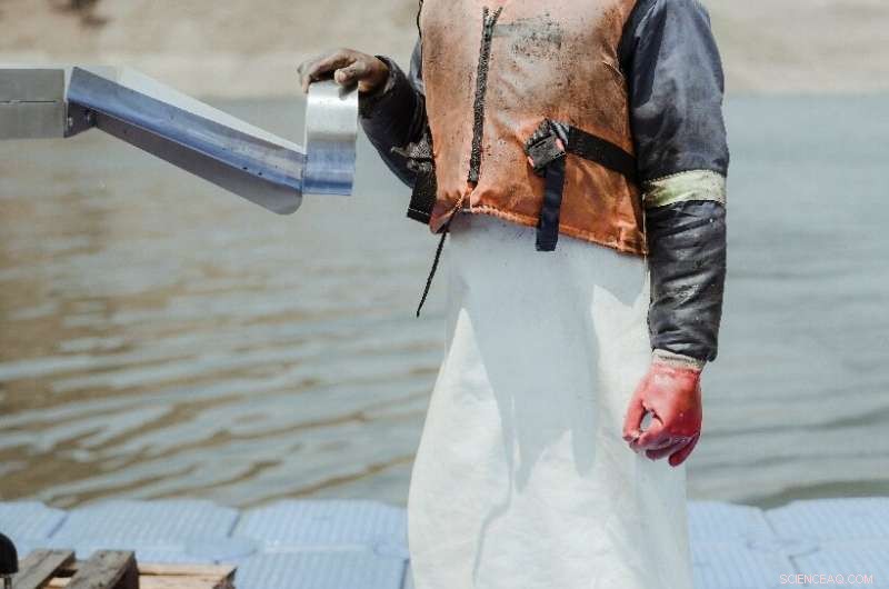 Lesotho s High-Altitude Trout Farming: A Profitable Aquaculture Success