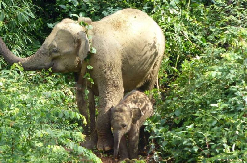 New Study: Asian Elephants Favor Periphery of Protected Areas