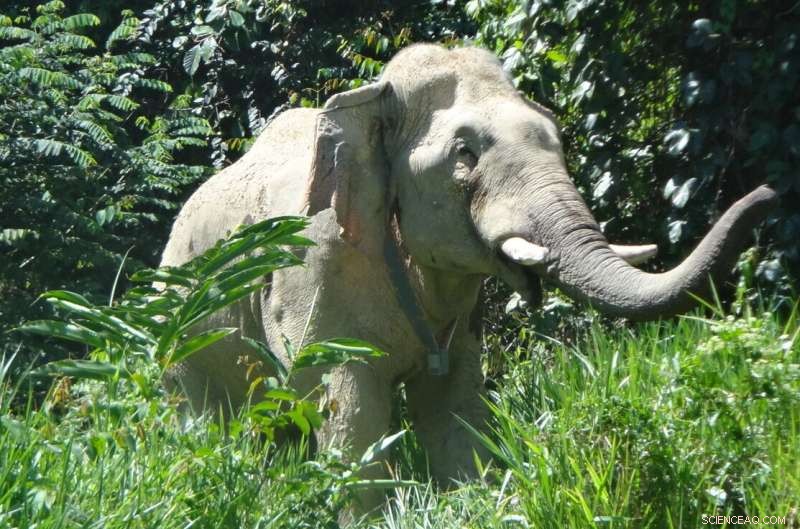 New Study: Asian Elephants Favor Periphery of Protected Areas