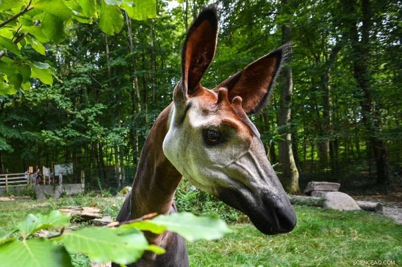 Gold Mining Endangers Okapi, the Forest Giraffe, in DR Congo s UNESCO Reserve