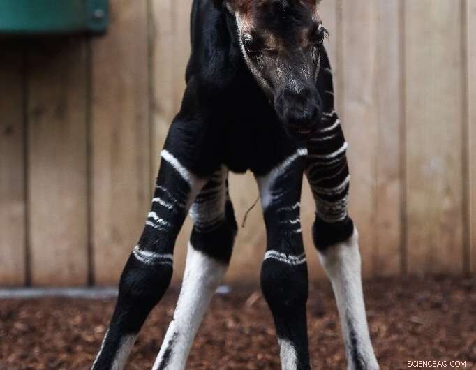 Gold Mining Endangers Okapi, the Forest Giraffe, in DR Congo s UNESCO Reserve