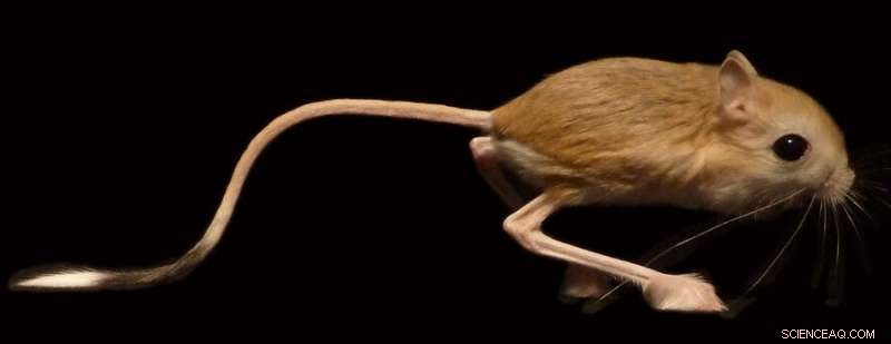 Evolutionary Insight: The Bone Fusion Mystery in Hopping Rodents