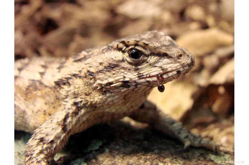 Penn State Research: Lizards Eating Fire Ants May Build Immunity to Stings