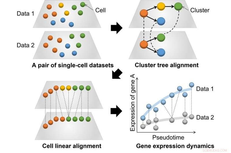 CAPITAL: Advanced Algorithm for Precise Single-Cell RNA Pseudotime Trajectory Comparison