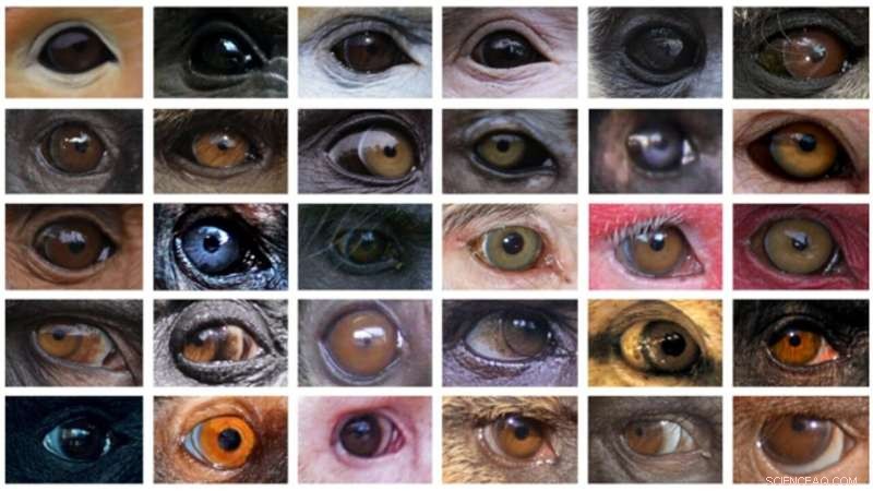 New Research Uncovers Evolutionary Factors Behind Primate Eye Color Variation