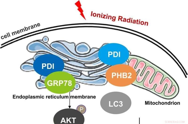 Protein Disulfide Isomerase Regulates Radio Sensitivity in Colorectal Cancer Through Mitophagy