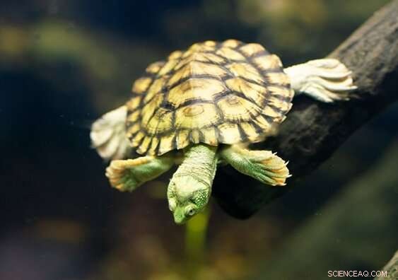 Breakthrough Study Identifies Unknown Viruses in Amphibians and Reptiles to Accelerate Conservation