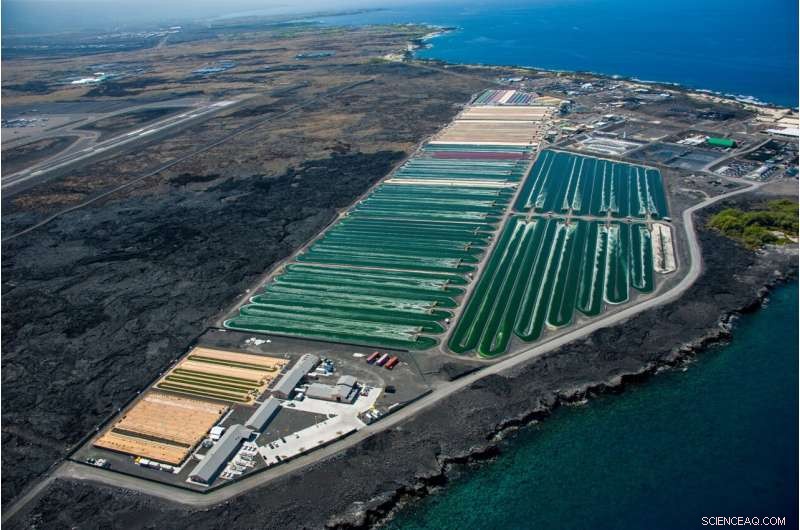 Algae-Based Foods Go Global: Scaling Sustainable Marine Aquaculture for Nutrition