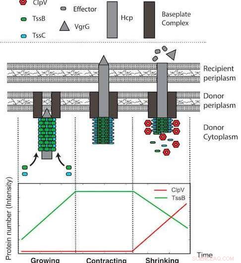 Ancient DNA Reveals Pathogen Evolution: Insights from Historical Outbreaks