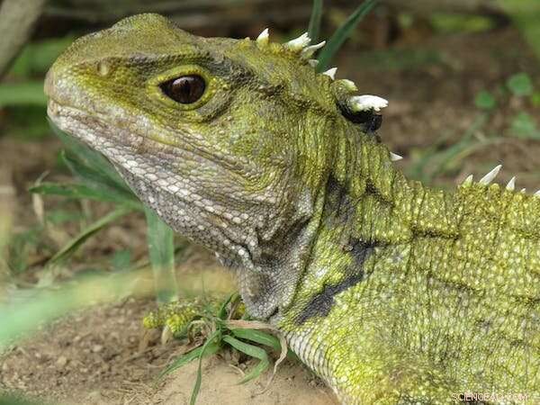 Why Feeding Tuatara Complicates Their Return to New Zealand Mainland