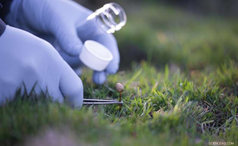 The Evolutionary Science Behind Psychedelic Compounds in Magic Mushrooms