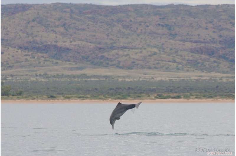 Expert Warning: Industrial Expansion Threatens Exmouth Gulf s Marine Haven and Dolphin Populations