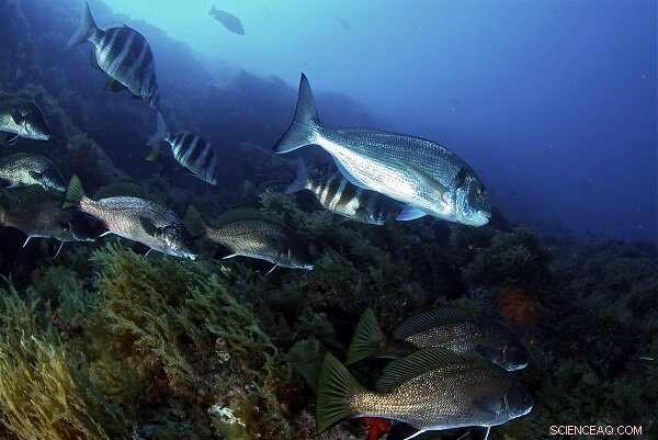 RESMED Research: Advanced Fishing Management Tools for the Pyrenean Marine Coastline