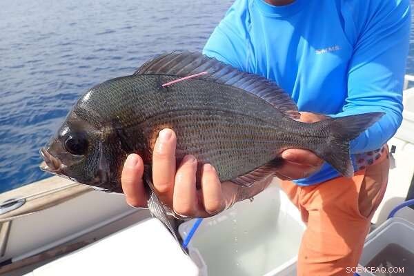 RESMED Research: Advanced Fishing Management Tools for the Pyrenean Marine Coastline