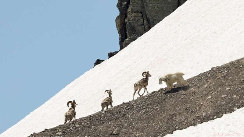 New Study Reveals High-Altitude Combat: Mountain Goats vs. Bighorn Rams in Glacier National Park